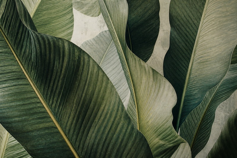 Close view of layered green leaves and pale ground for assessing mural colour in room light