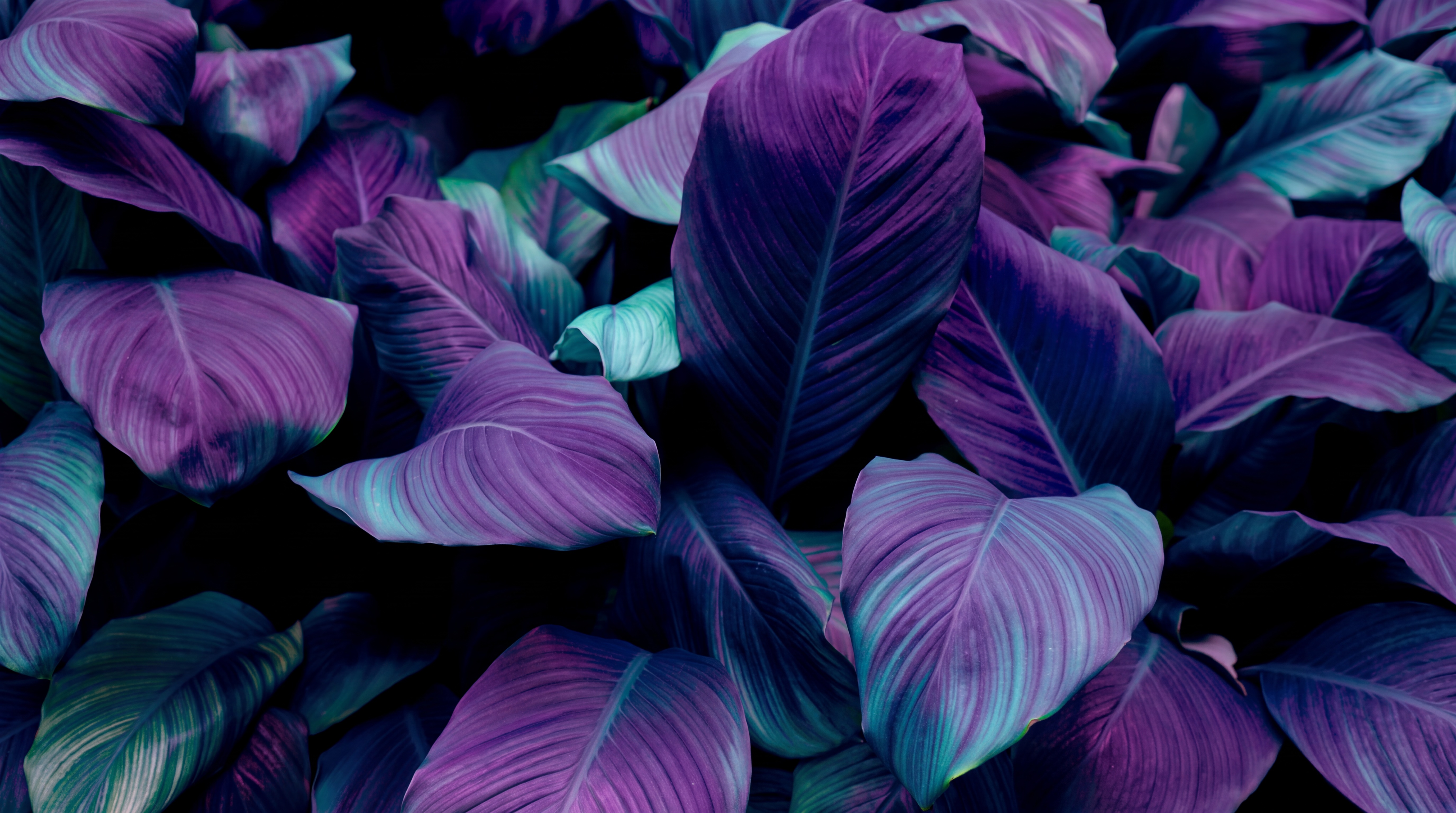 Purple Leaf Botanical Wallpaper Mural Bedroom-wallpaper-murals, Peel-and-stick Finish