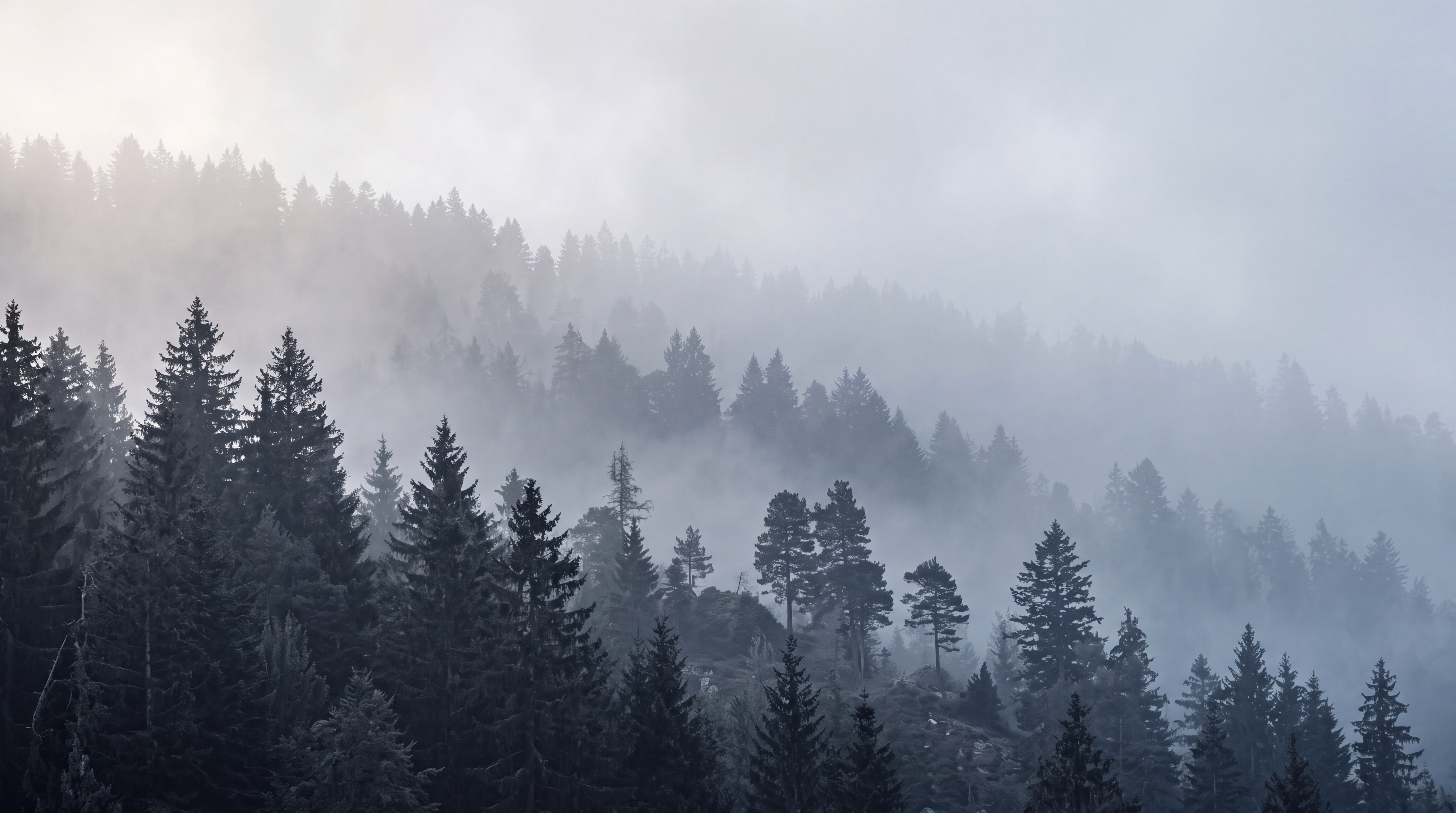 Grey Forest Scenic Painterly Wallpaper Mural, Peel-and-stick Finish