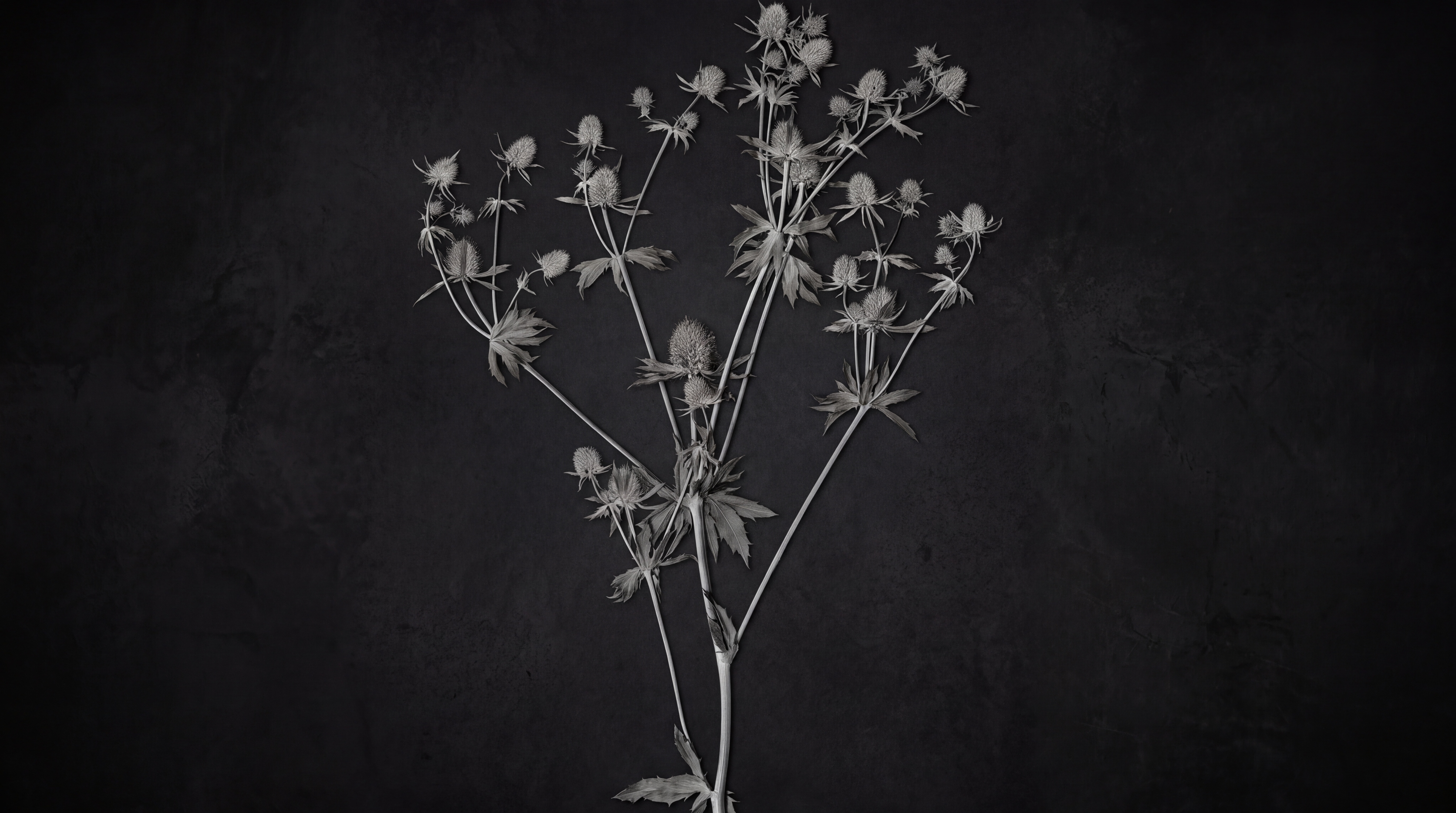 Black Botanical Botanical Abstract Wallpaper Mural, Peel-and-stick Finish