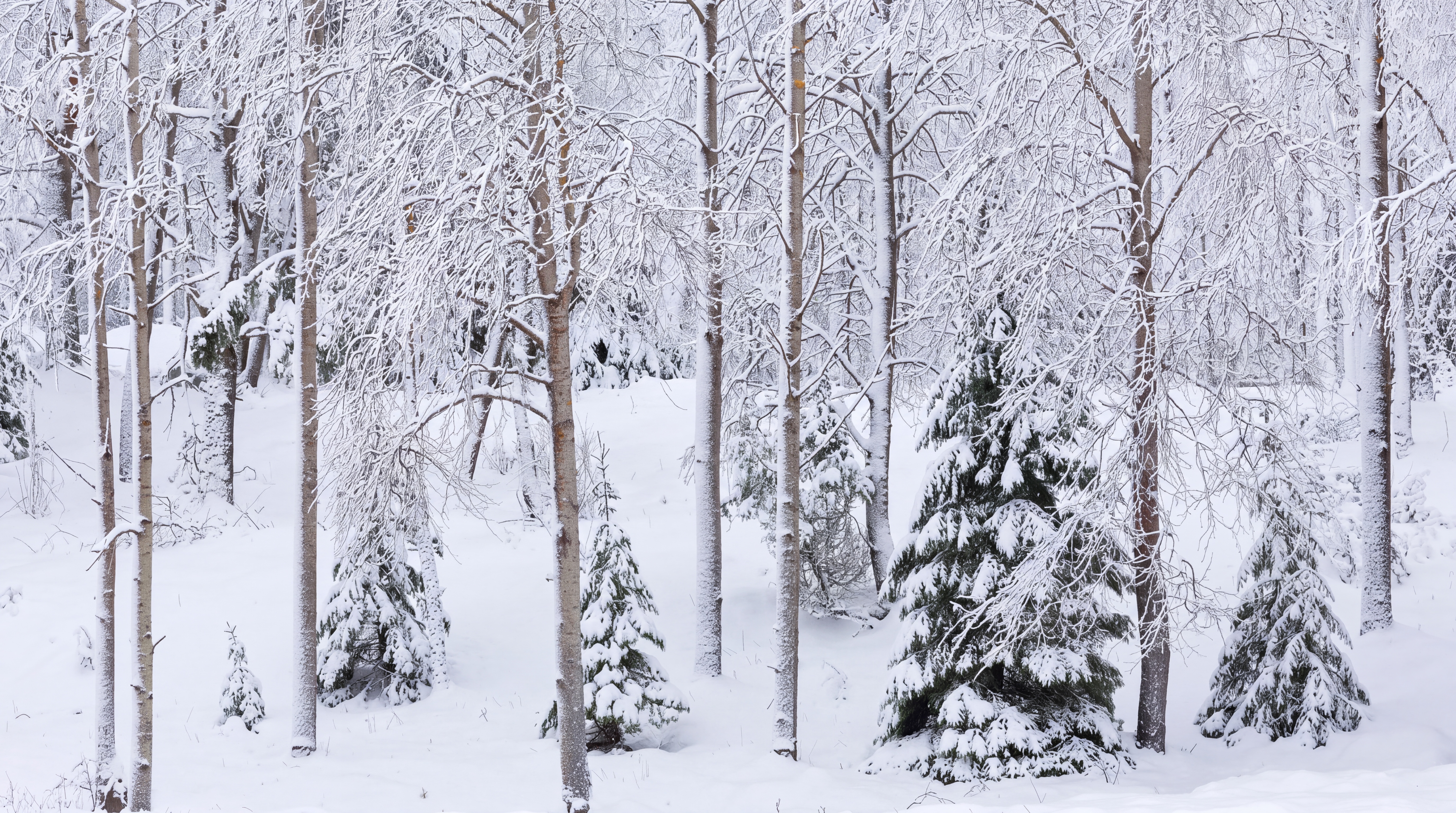 White Forest Scenic Wallpaper Mural Home-office-wallpaper-murals, Peel-and-stick Finish