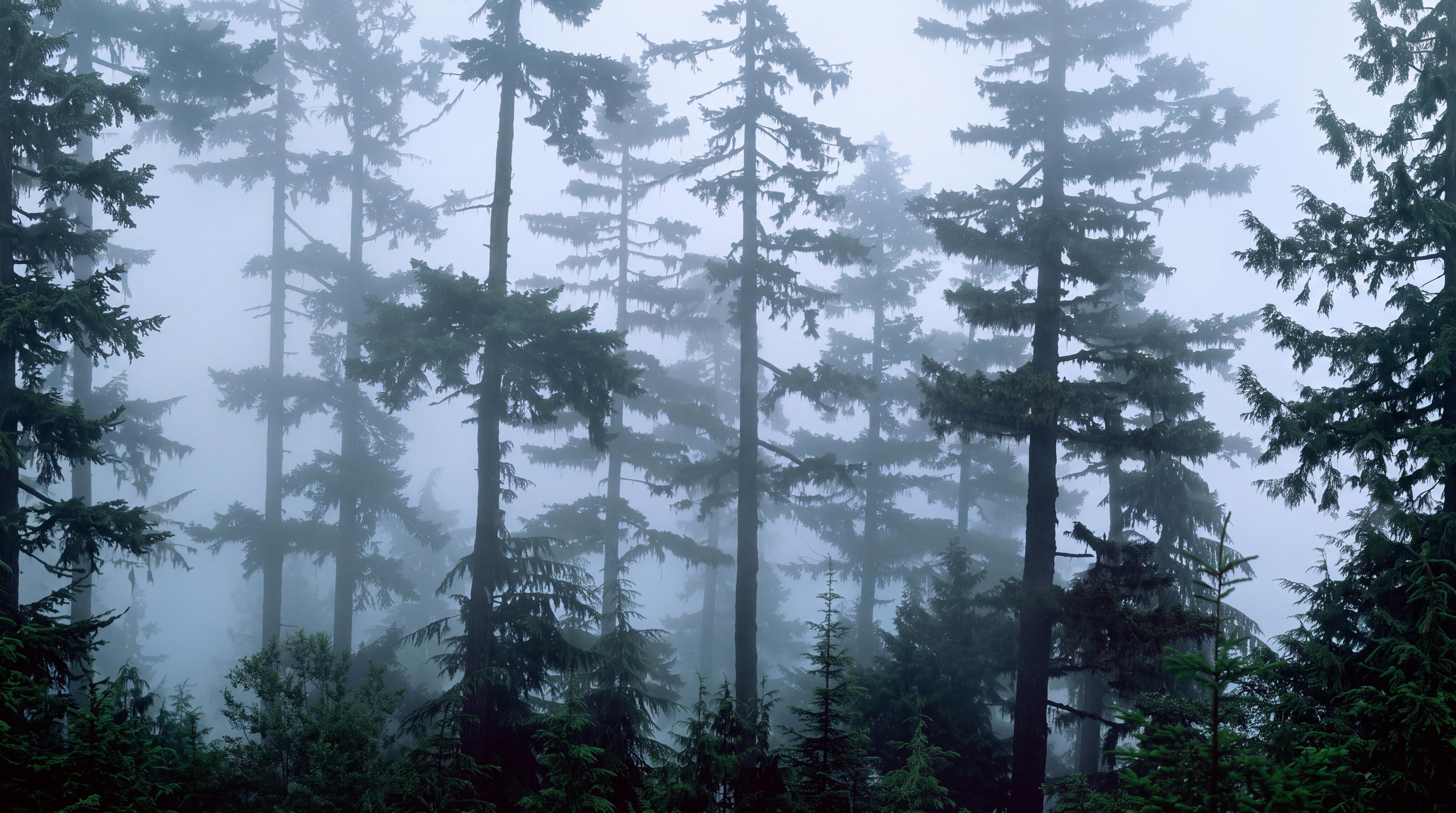 Blue Forest Scenic Textured Wallpaper Mural, Peel-and-stick Finish