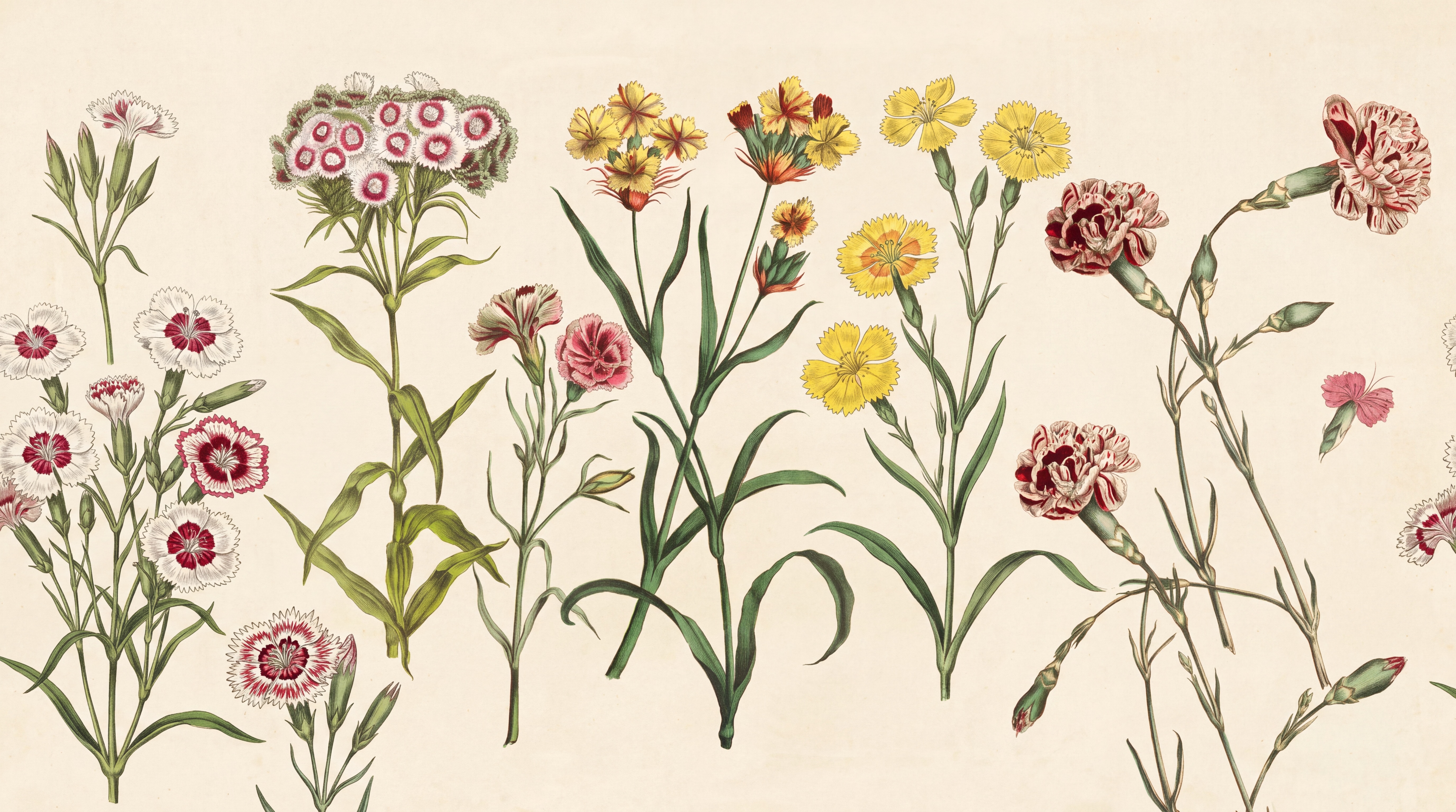 Cream Floral Botanical Decorative Wallpaper Mural, Peel-and-stick Finish