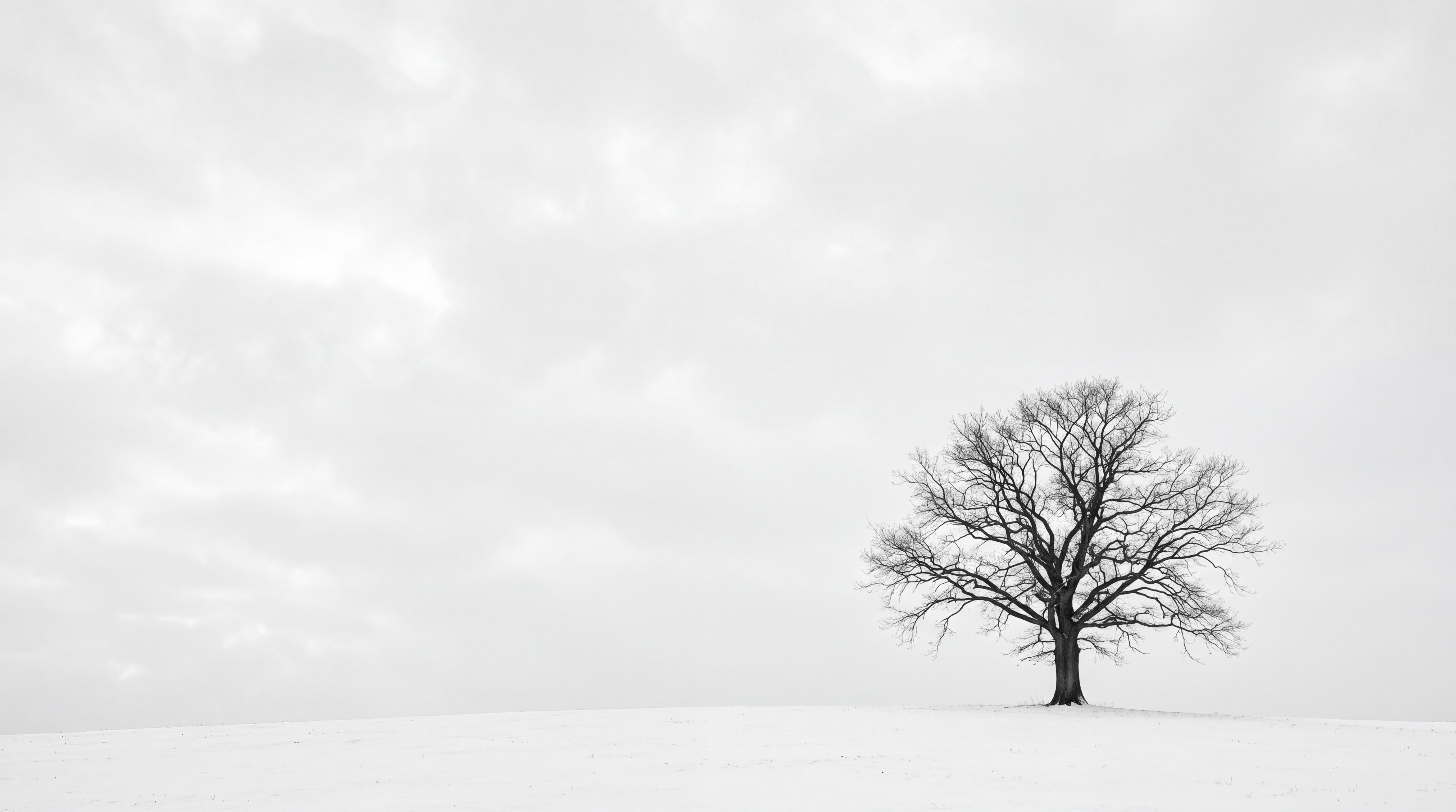Grey Tree Scenic Wallpaper Mural, Peel-and-stick Finish