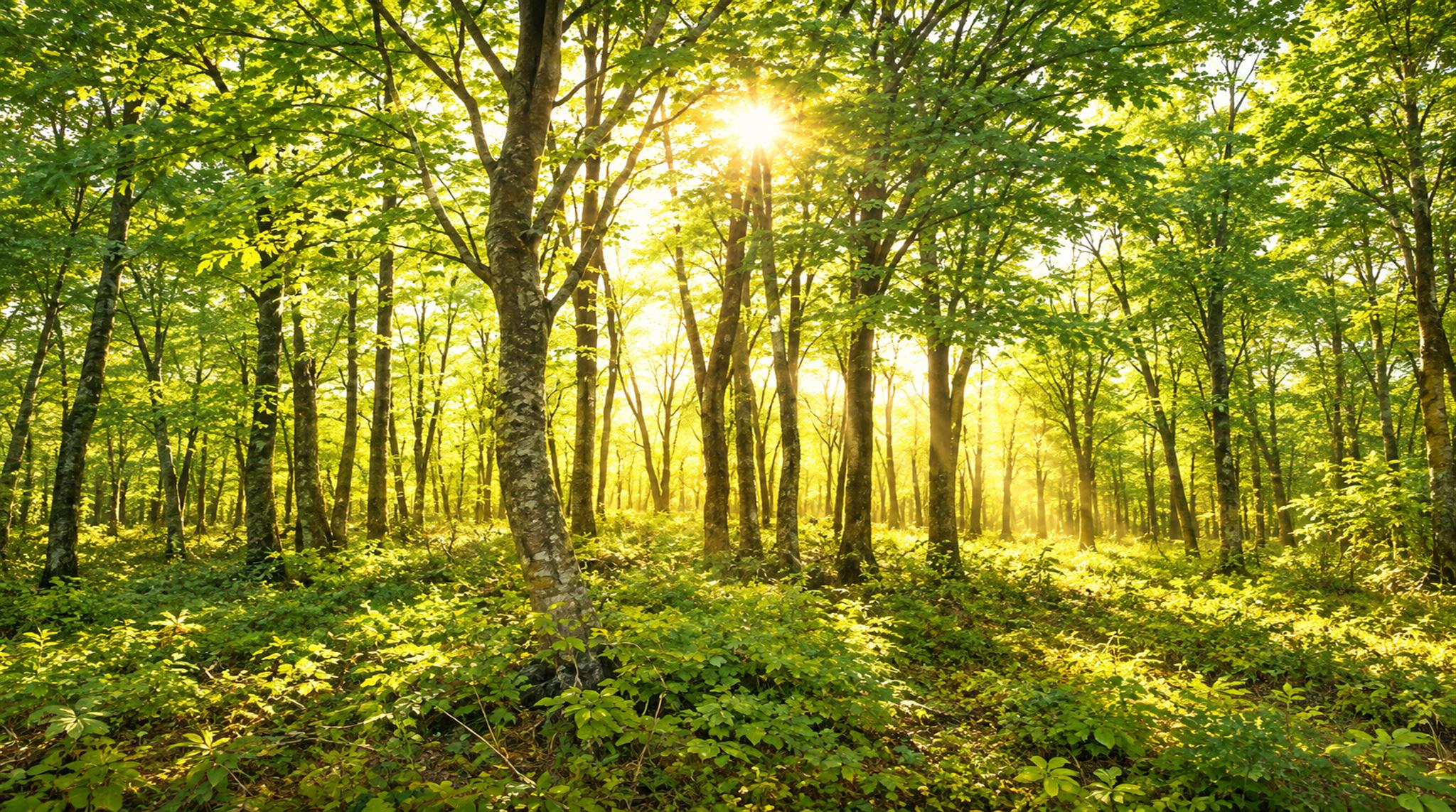 Gold And Neutral Woodland Trees Wallpaper Mural, Peel-and-stick Finish
