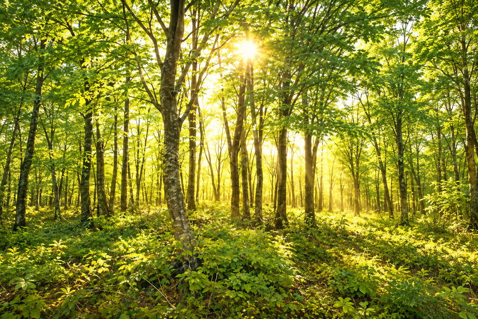 Gold And Neutral Woodland Trees Wallpaper Mural, Peel-and-stick Finish