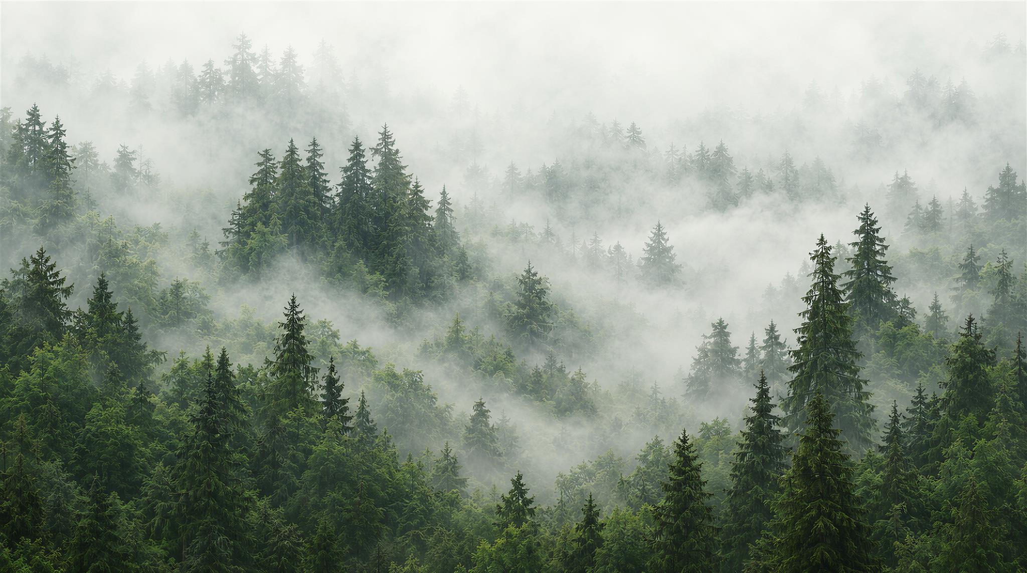 Misty Evergreen Forest Wallpaper Mural — Wallpaper Mural Design, Peel-and-stick Finish