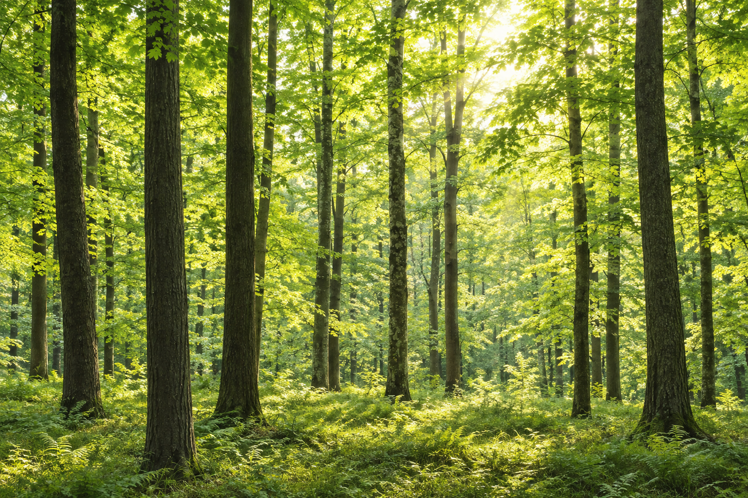 Green And Neutral Woodland Trees Layered Wallpaper Mural, Peel-and-stick Finish