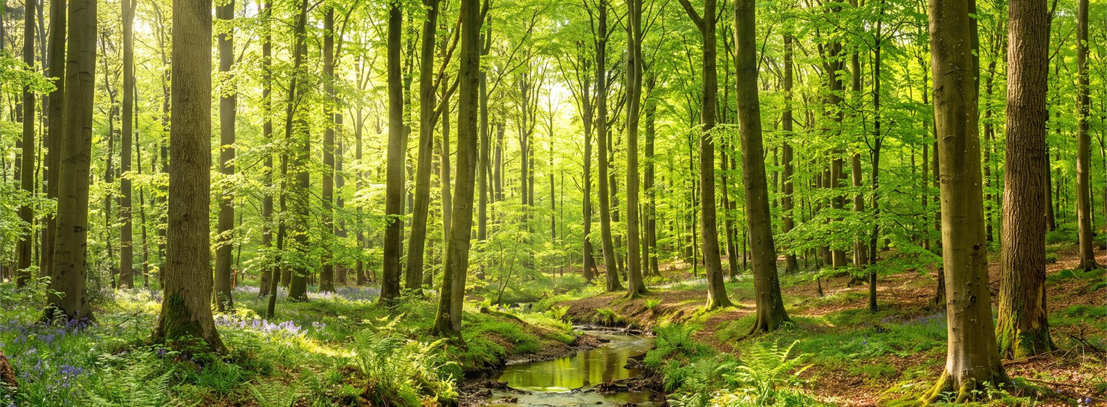 Sunlit Green Forest Stream Wallpaper Mural — Wallpaper Mural Design, Peel-and-stick Finish