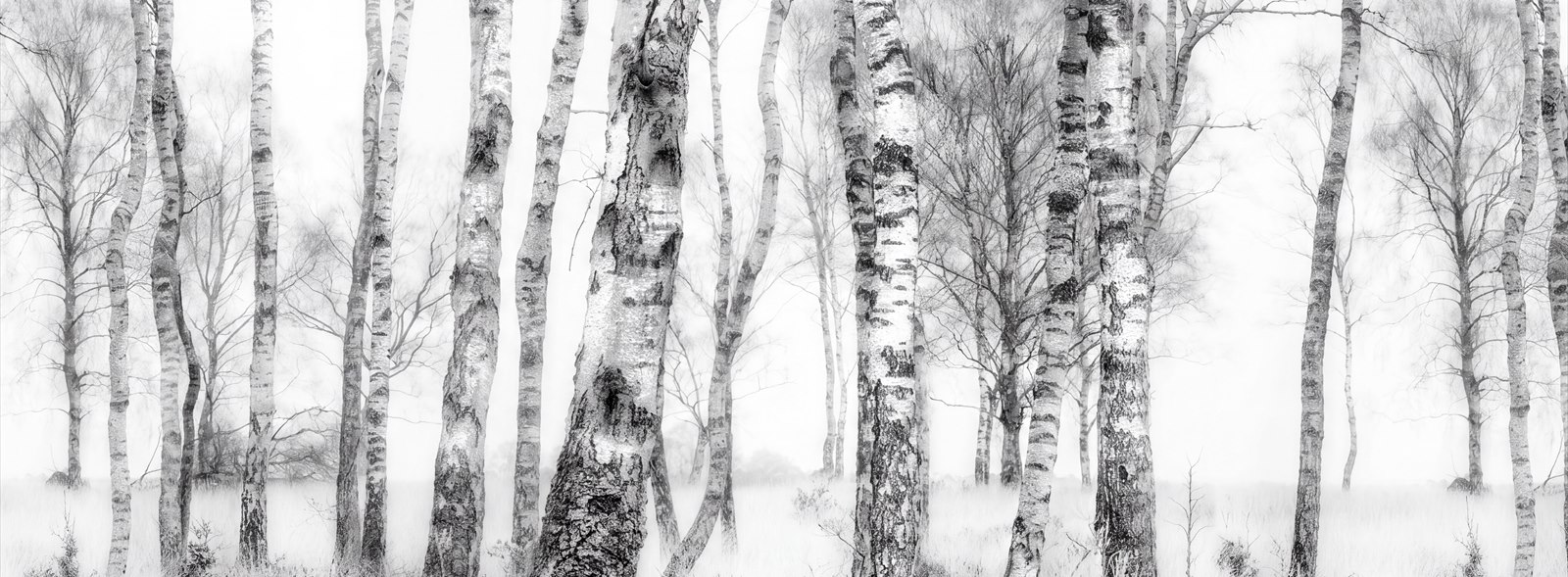 Monochrome Birch Grove Mist Wallpaper Mural — Wallpaper Mural Design, Peel-and-stick Finish
