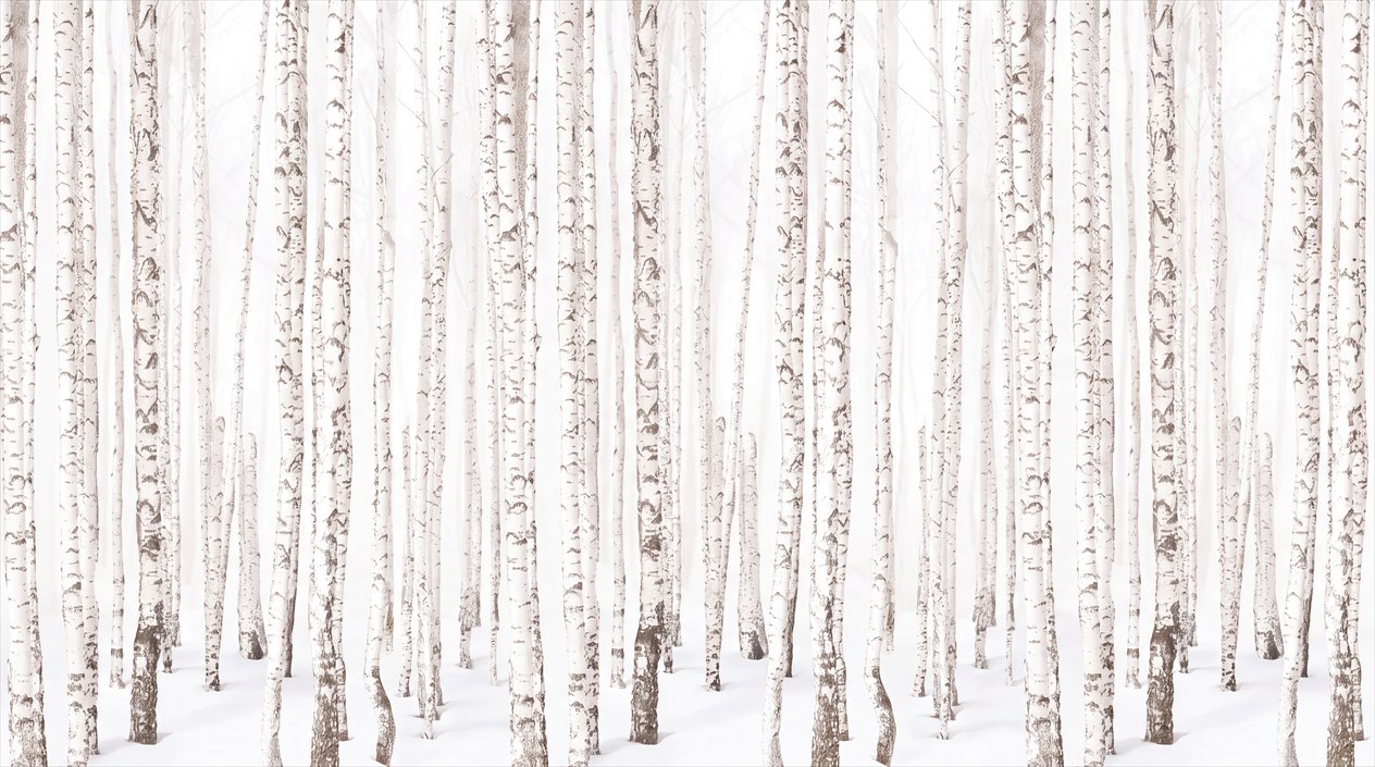 Pale Snowy Birch Trunk Forest Wallpaper Mural — Wallpaper Mural Design, Peel-and-stick Finish