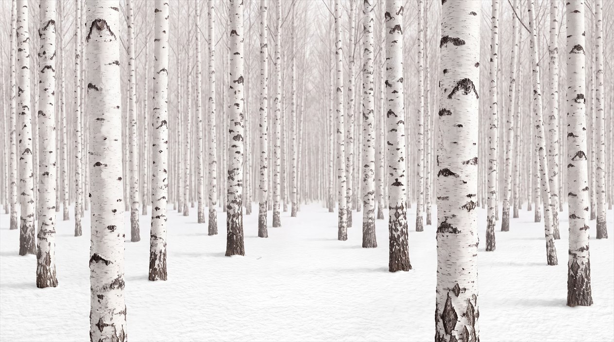 Snow Covered Birch Forest Perspective Wallpaper Mural — Wallpaper Mural Design, Peel-and-stick Finish
