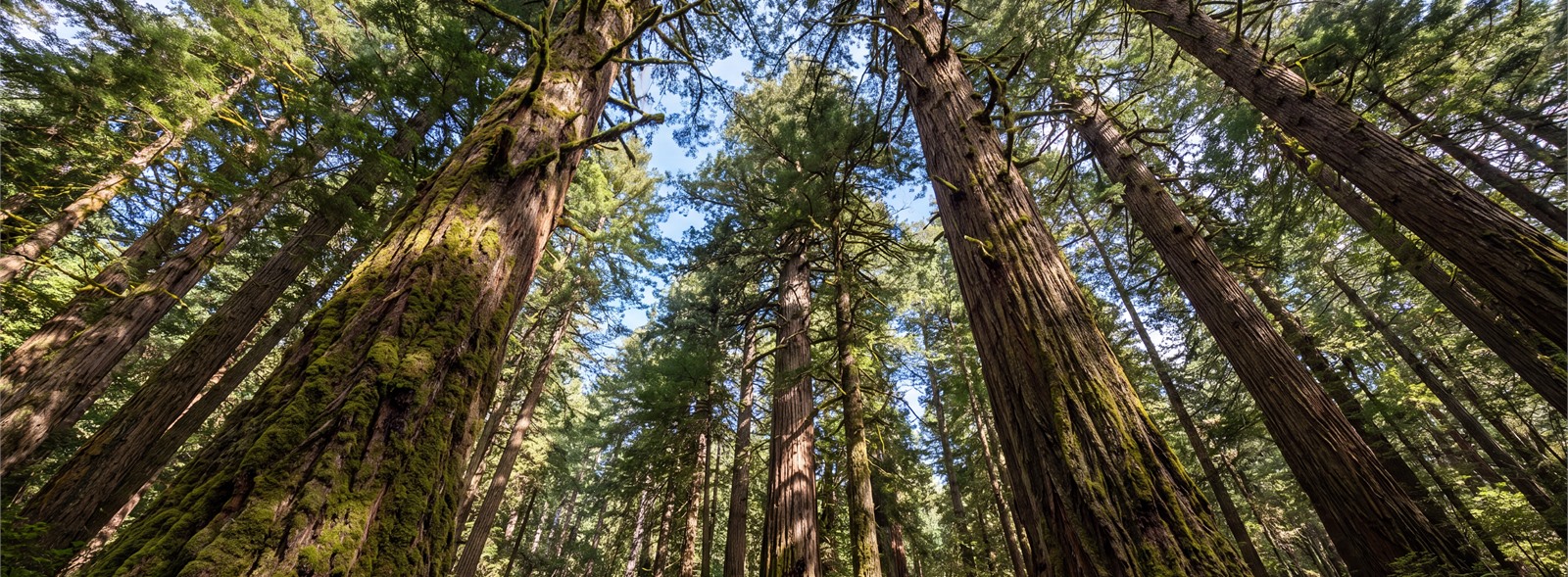 Upward View Redwood Canopy Wallpaper Mural — Wallpaper Mural Design, Peel-and-stick Finish