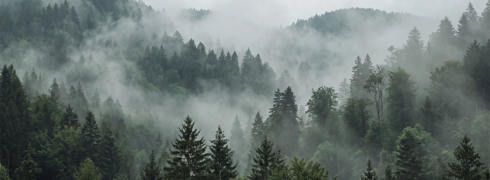 Misty Pine Forest Landscape Wallpaper Mural — Wallpaper Mural Design, Peel-and-stick Finish